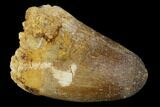 Cretaceous Fossil Crocodile Tooth - Morocco #122464-1